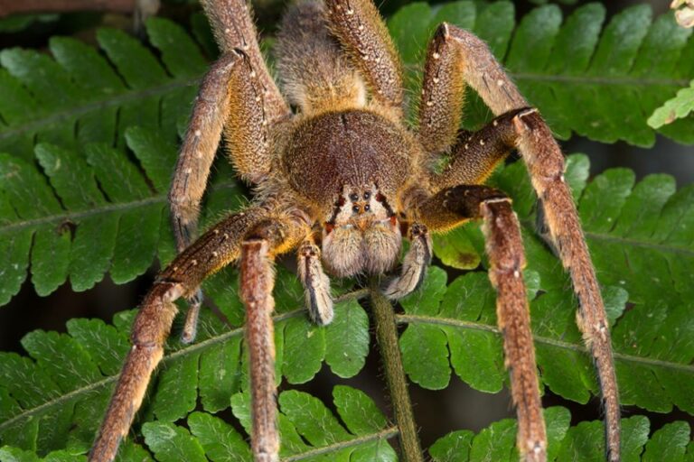 Poisonous Spiders of Costa Rica - SensorialSunsets