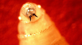 El gusano barrenador, una parasitosis grave en Costa Rica, afecta animales y humanos. Descubre prevención y control.