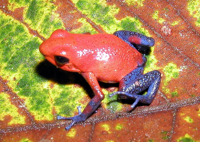 The Red-eyed Tree Frog