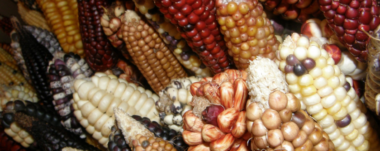 El maíz en Guanacaste: historia, tradiciones culinarias, y beneficios nutricionales de este grano esencial en la cultura costarricense.