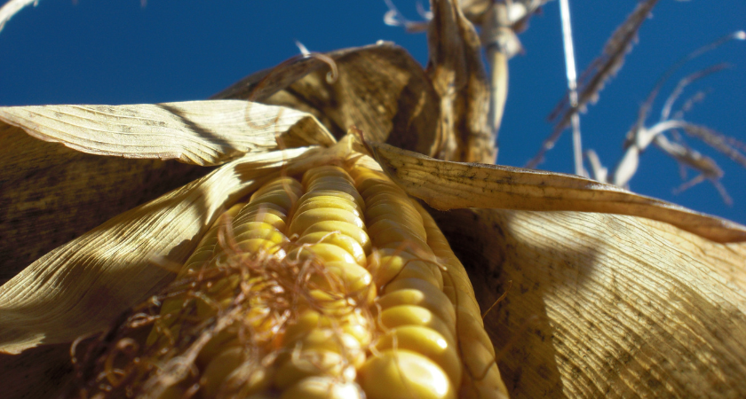 Corn in Guanacaste: history, culinary traditions, and nutritional benefits of this essential grain in Costa Rican culture.