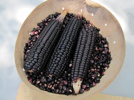 Corn in Guanacaste: history, culinary traditions, and nutritional benefits of this essential grain in Costa Rican culture.