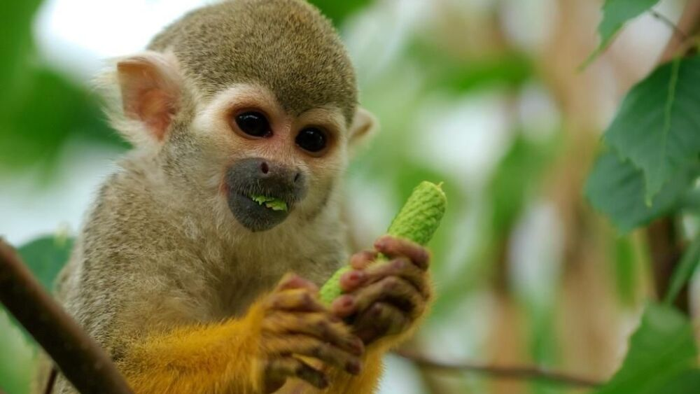 Monkeys of Costa Rica