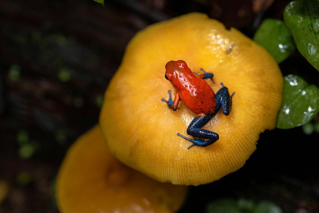 The Red-eyed Tree Frog