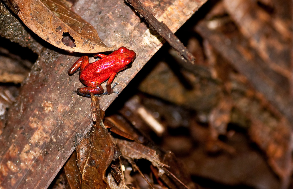 La Rana Roja