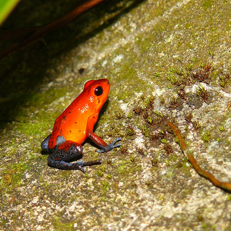 The Red-eyed Tree Frog