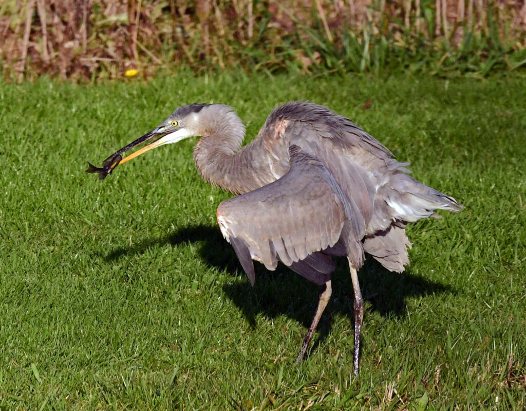 Birding in Costa Rica: The Great Blue Heron