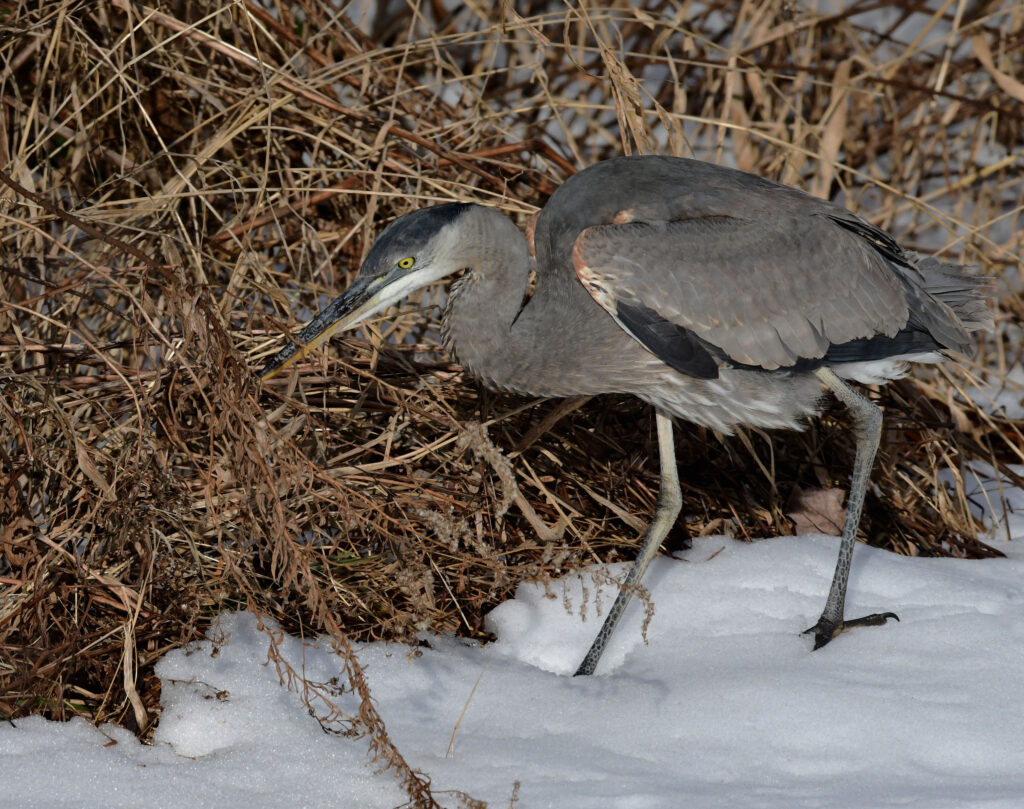 Birding in Costa Rica: The Great Blue Heron