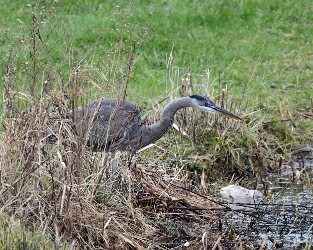 Birding in Costa Rica: The Great Blue Heron