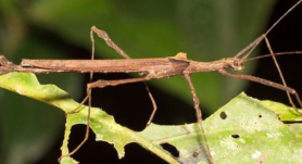 Explora la vida de los insectos palo, maestros del camuflaje, y su fascinante adaptación evolutiva en las selvas de Costa Rica.