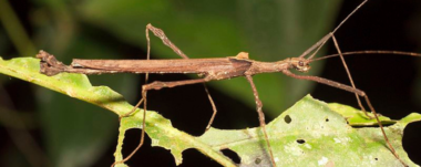 Explora la vida de los insectos palo, maestros del camuflaje, y su fascinante adaptación evolutiva en las selvas de Costa Rica.