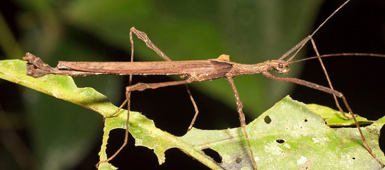 Explora la vida de los insectos palo, maestros del camuflaje, y su fascinante adaptación evolutiva en las selvas de Costa Rica.