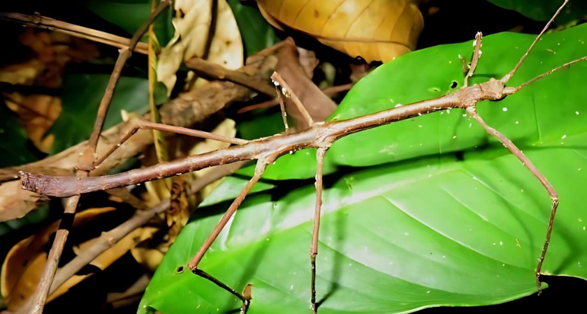 Explora la vida de los insectos palo, maestros del camuflaje, y su fascinante adaptación evolutiva en las selvas de Costa Rica.