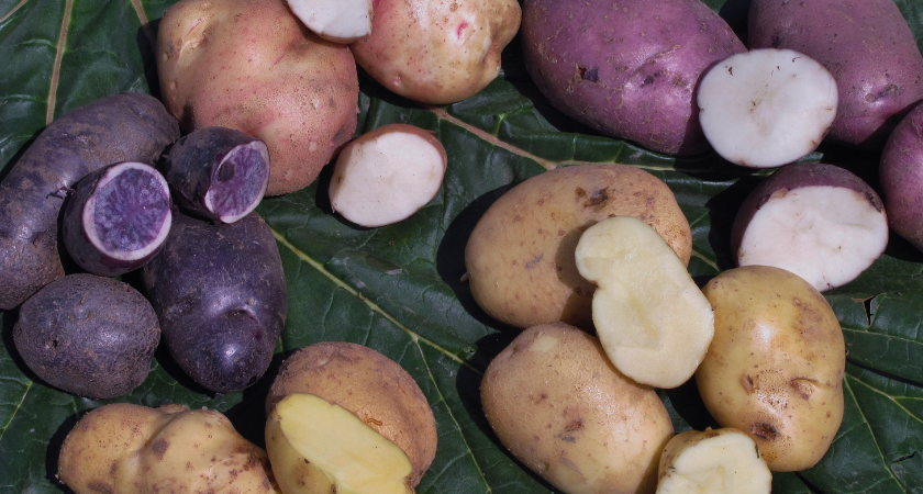 Cultivo de papa en Cartago, Costa Rica: importancia nutricional, desafíos económicos y su papel fundamental en la dieta costarricense.