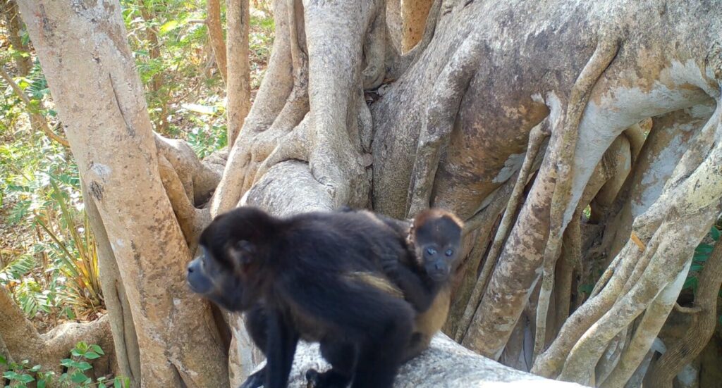 El Matapalo: El Árbol Icónico de Costa Rica y su Fascinante Ecosistema