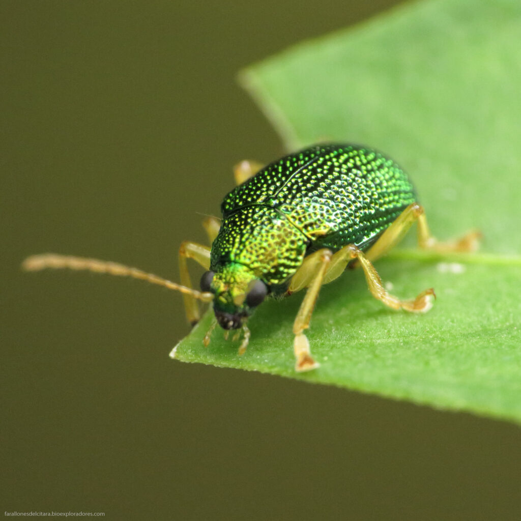 Escarabajos