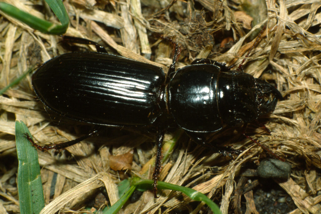 Coléoptères