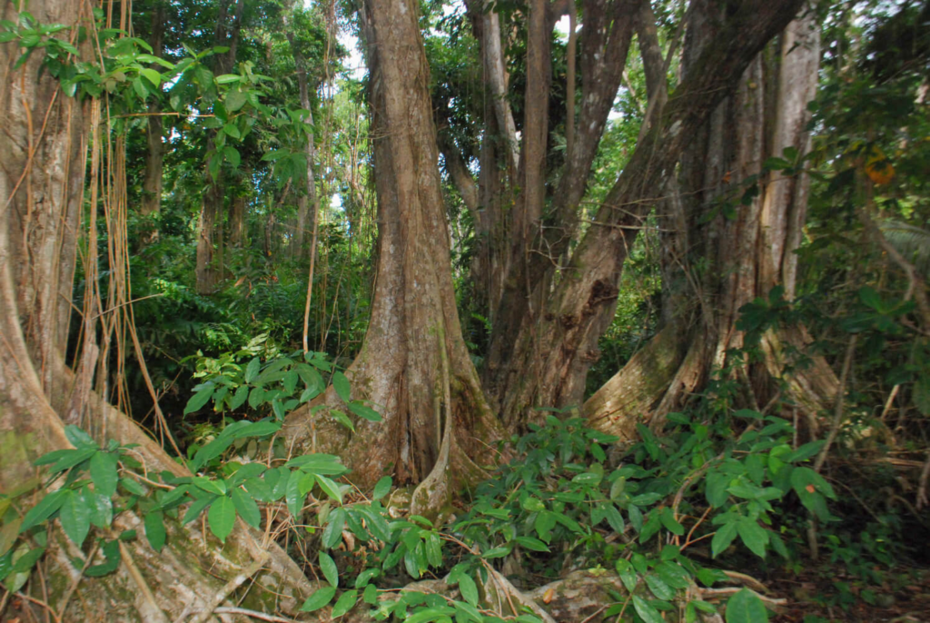 Gandoca / Manzanillo : Les obligations légales du Costa Rica dans le cadre de la Convention de Ramsar