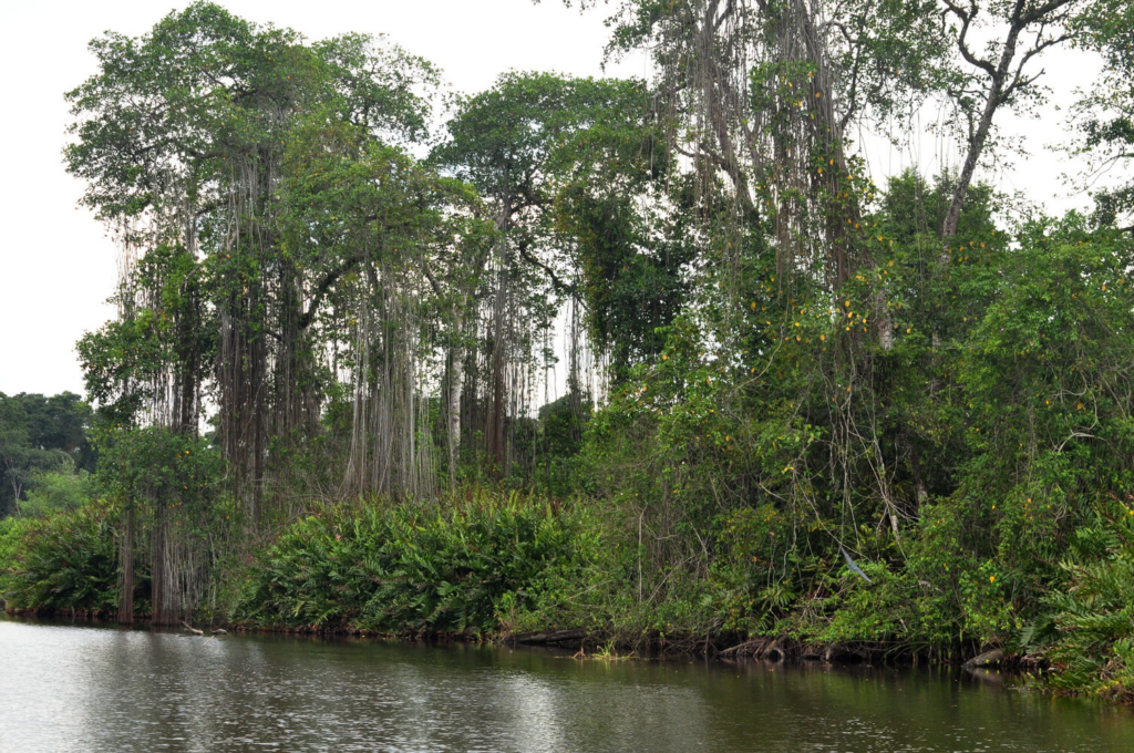 Gandoca / Manzanillo : Les obligations légales du Costa Rica dans le cadre de la Convention de Ramsar