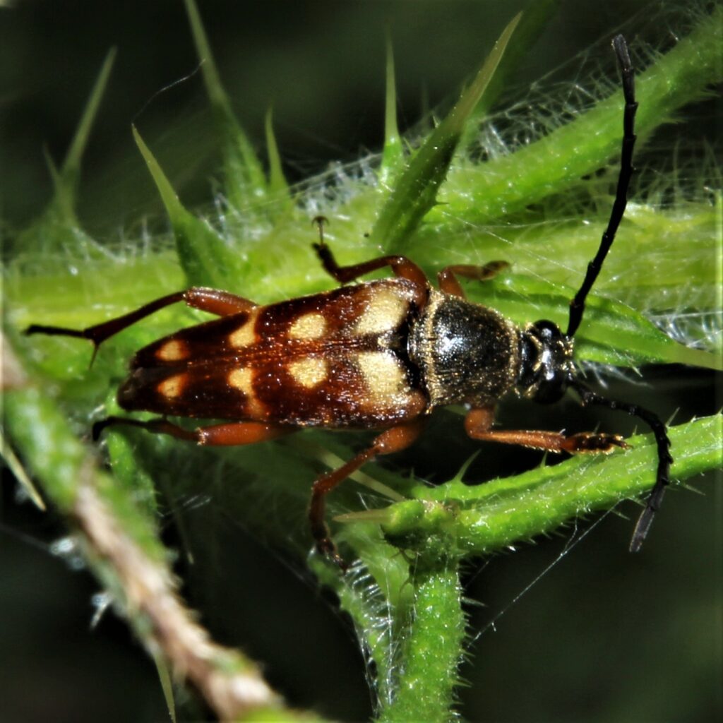 Coléoptères