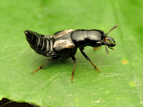 Coléoptères