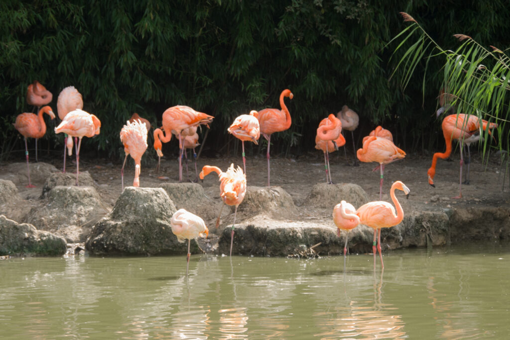 American flamingo