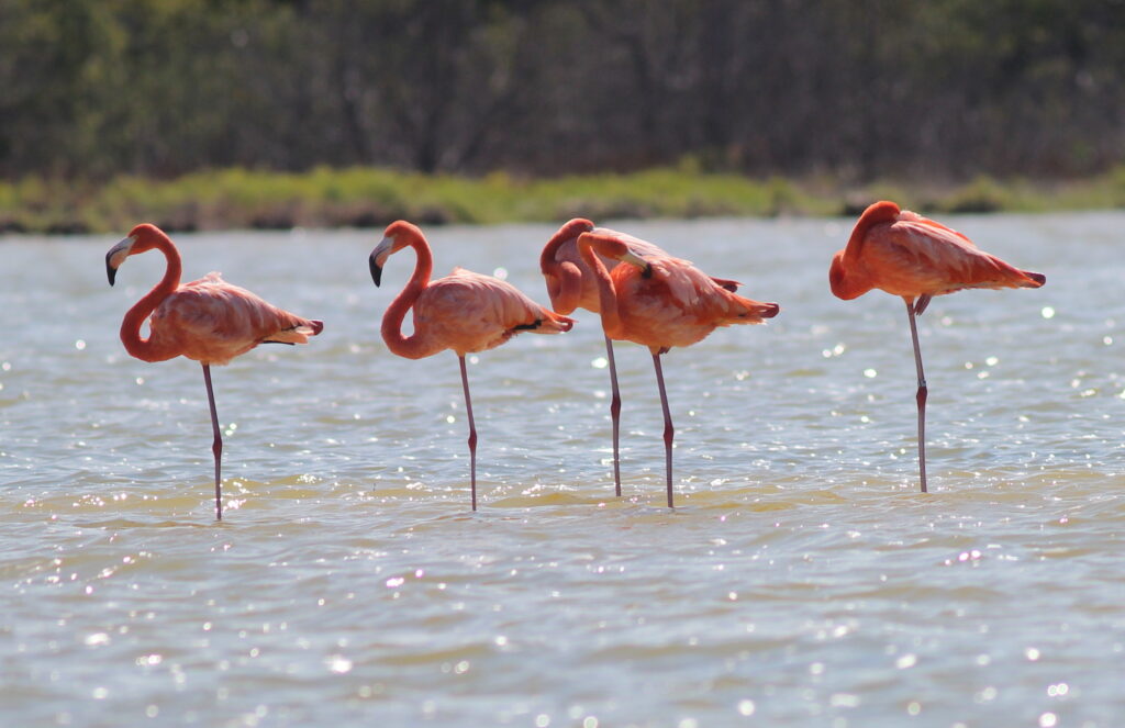 flamant américain