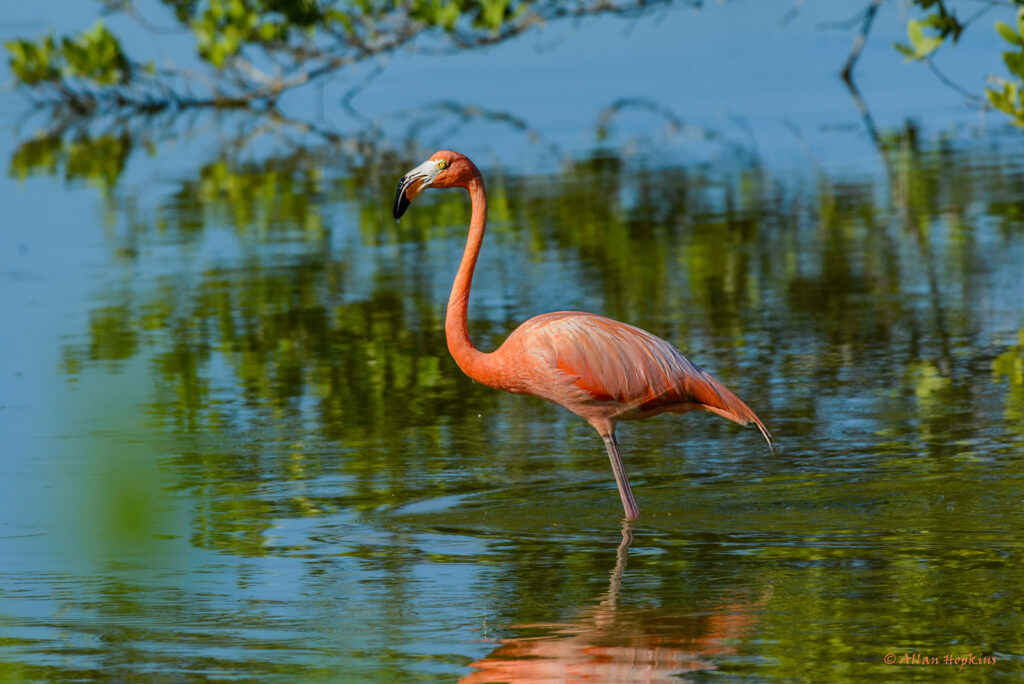 American flamingo