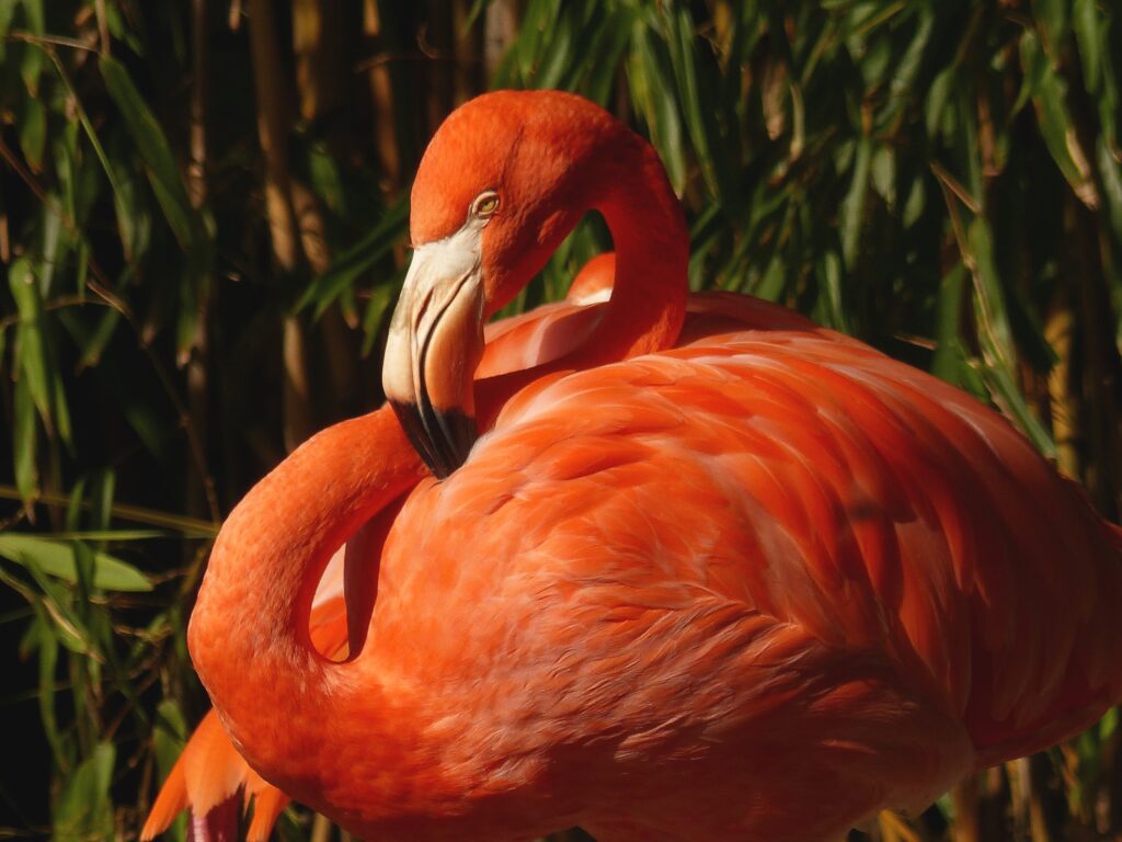 flamant américain