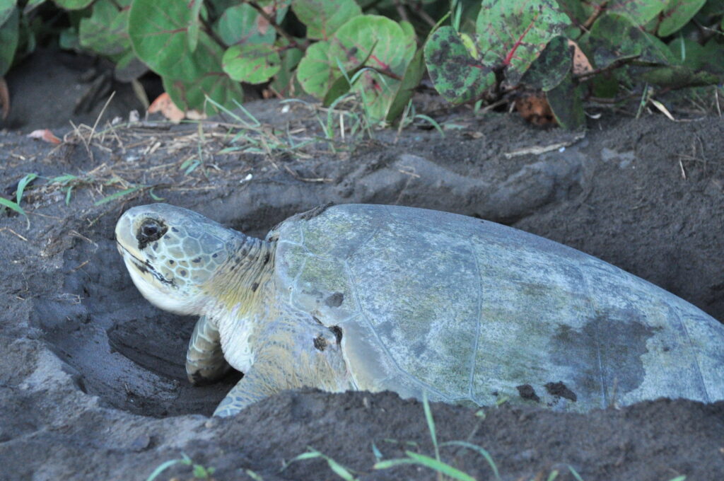 Impact of Ecotourism on Wildlife