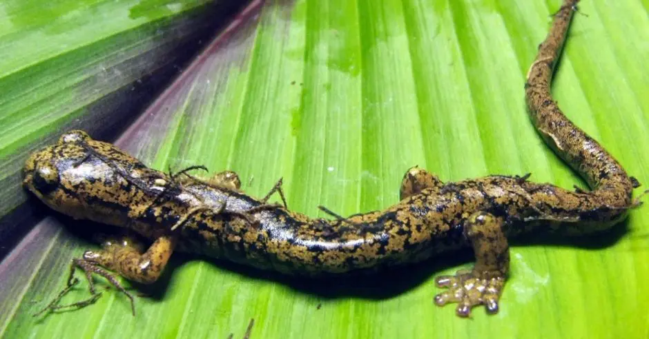 Endemic species of Talamanca