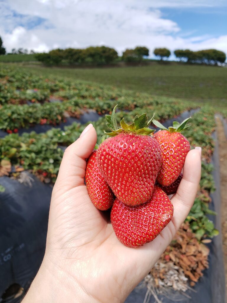 Fraises de Llano Grande