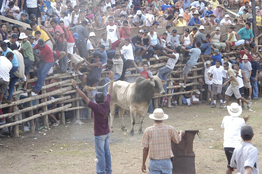 Tauromachie et Topes au Costa Rica