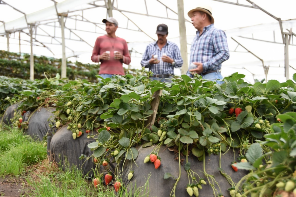 Fraises de Llano Grande