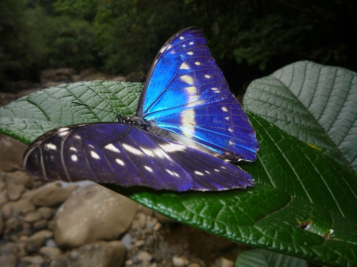 Mariposas del Caribe Sur