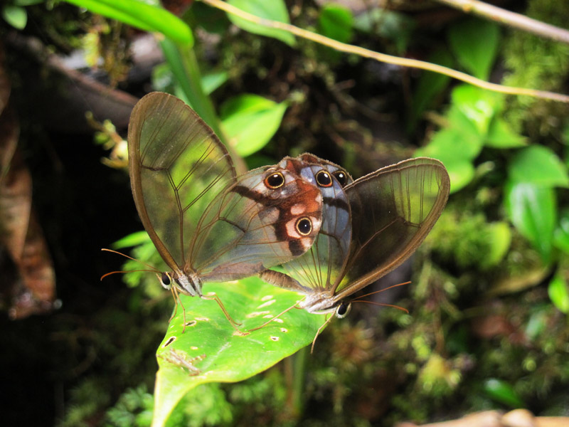 Mariposas del Caribe Sur