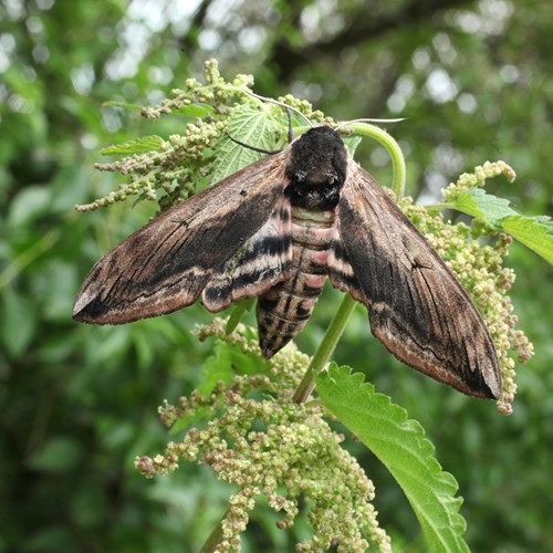 Mariposas del Caribe Sur