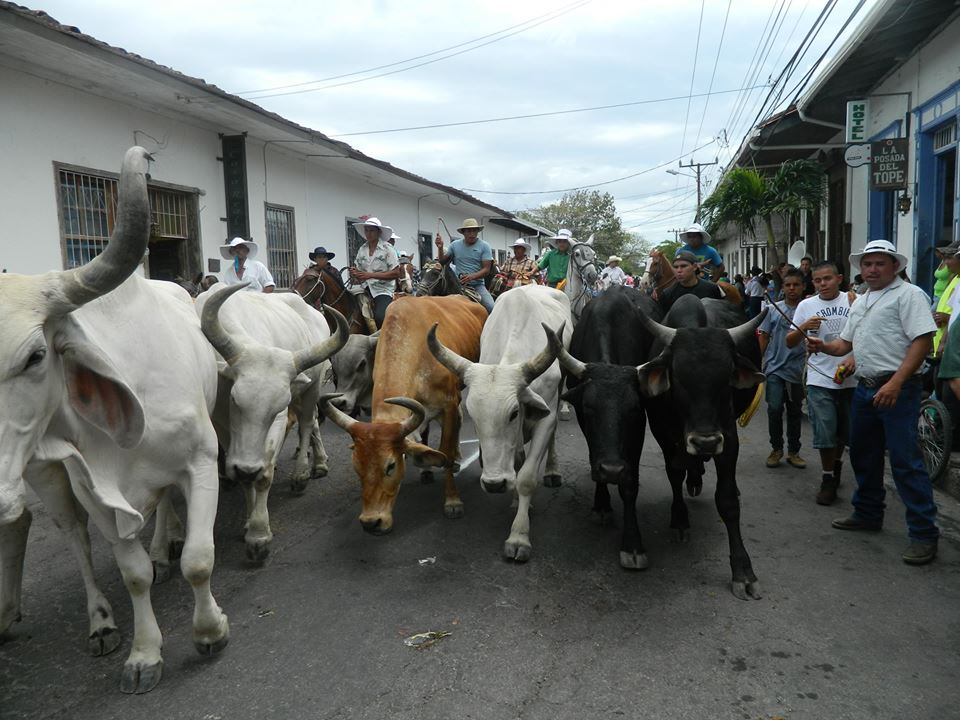 Tauromachie et Topes au Costa Rica.