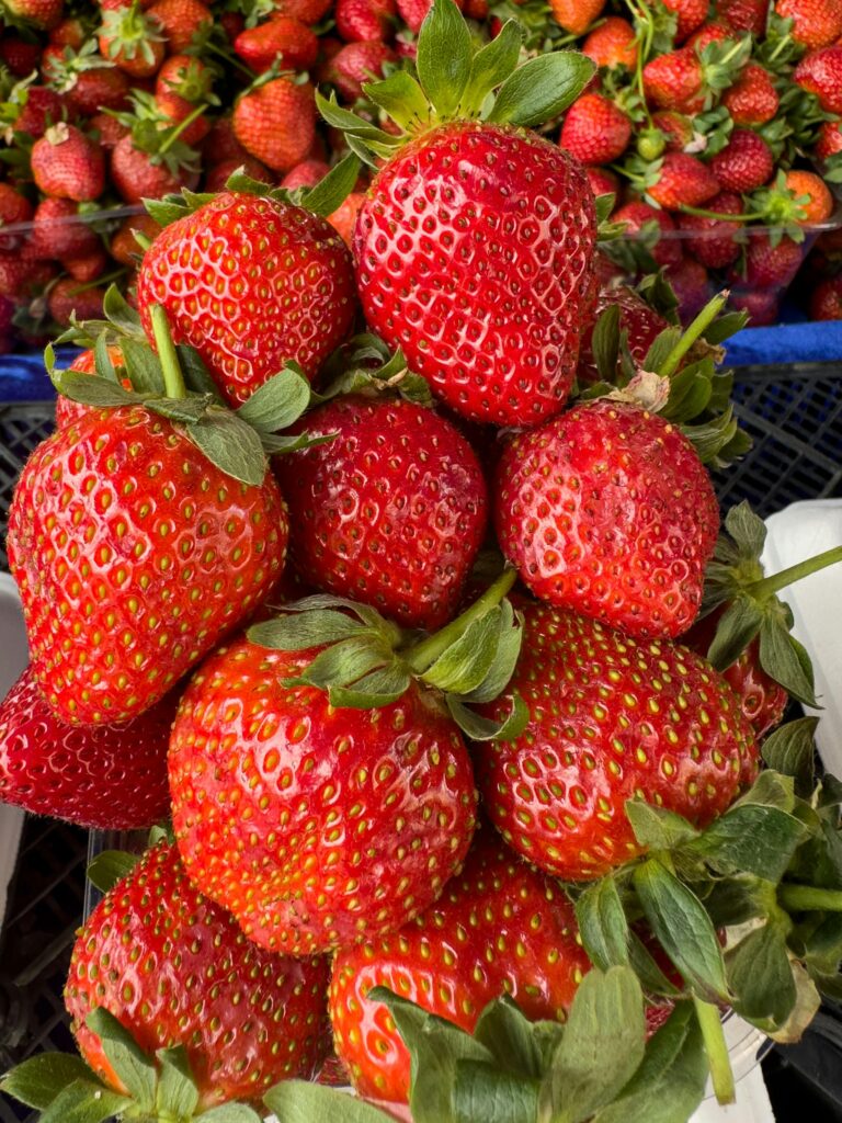 Fraises de Llano Grande