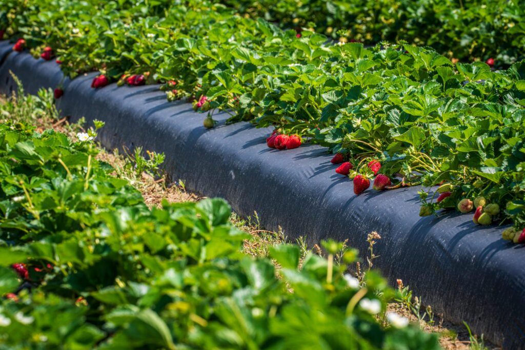 Fraises de Llano Grande