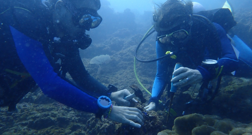 Arrecifes de Coral en Costa Rica : Proyecto en Sámara