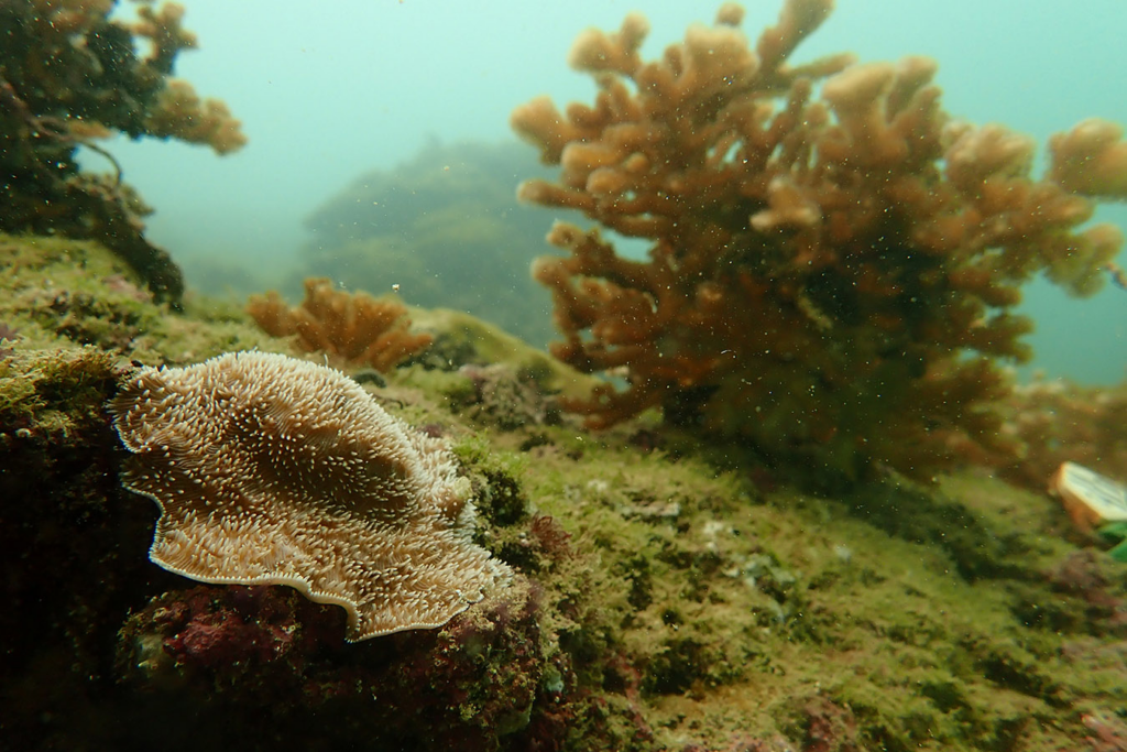 Arrecifes de Coral en Costa Rica : Proyecto en Sámara