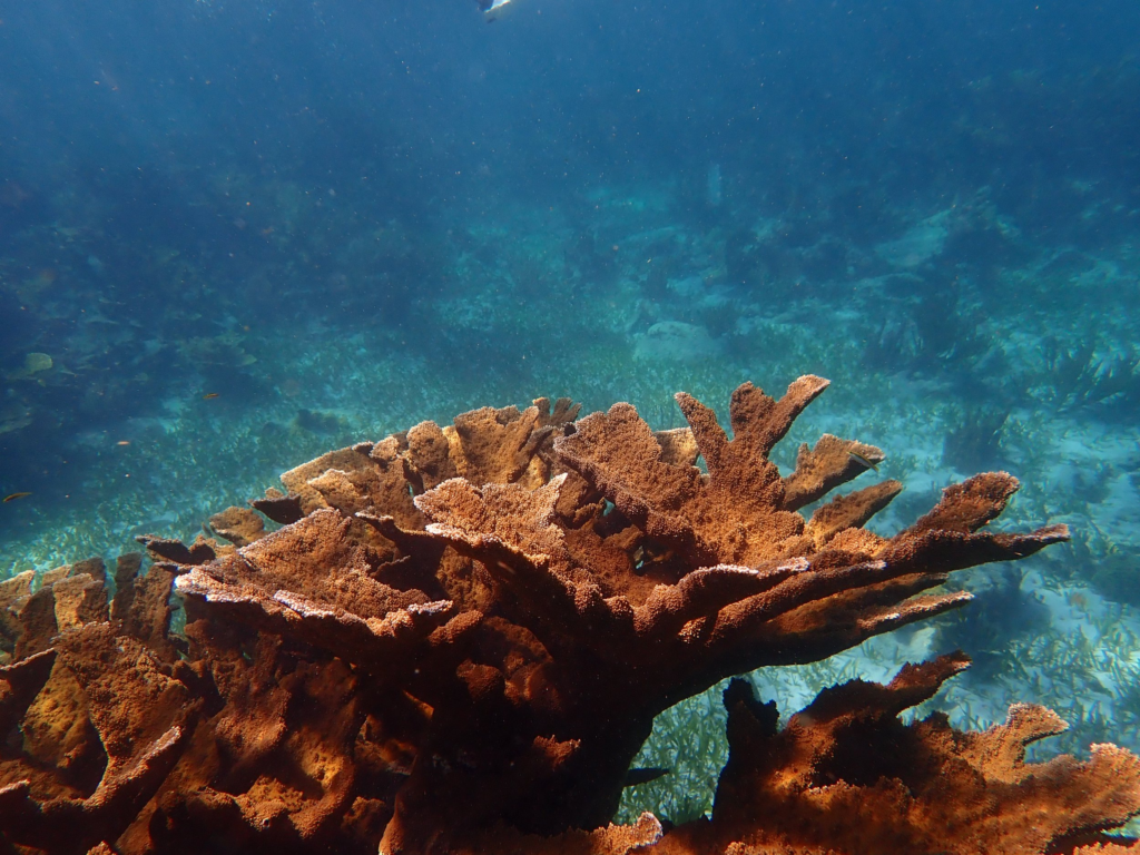 Arrecifes de Coral en Costa Rica : Proyecto en Sámara