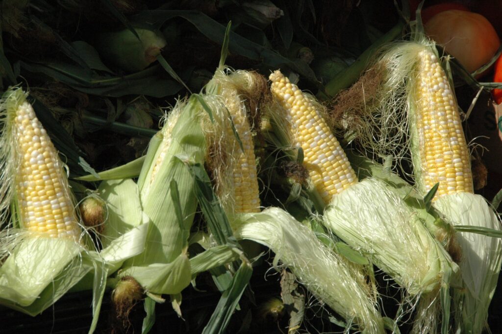 Sowing and Harvesting, the tradition of corn in Costa Rica.