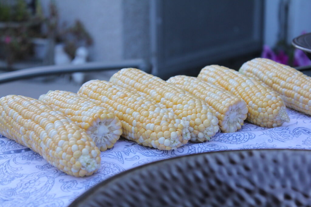 Sowing and Harvesting, the tradition of corn in Costa Rica.