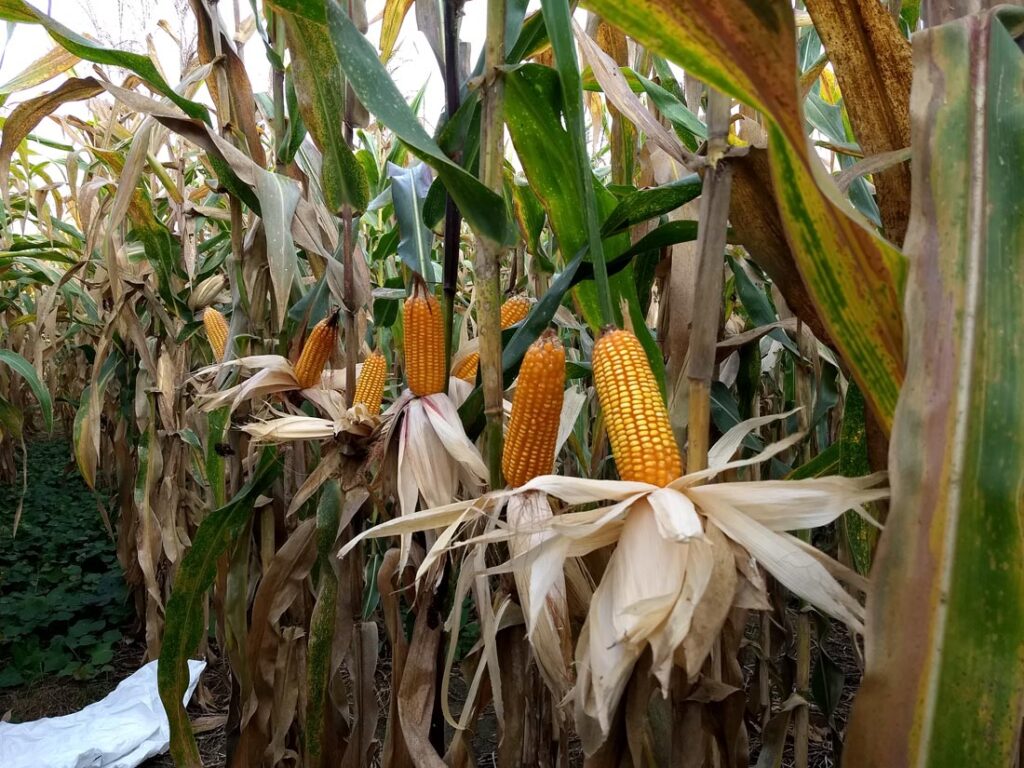 Sowing and Harvesting, the tradition of corn in Costa Rica.