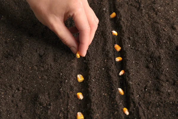 Sowing and Harvesting, the tradition of corn in Costa Rica.